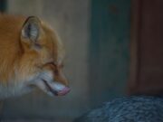 Лисы во сне: что значит нападение