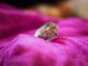 Разноцветные крысы во сне: толкование