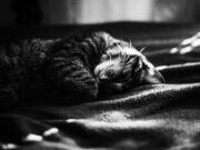 Тайна сна: черная кошка с котятами