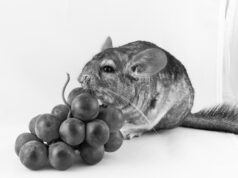 Значение крысы на кофейной гуще