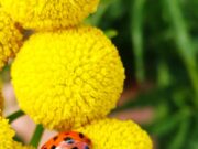 Приметы и суеверия о желтой божьей коровке