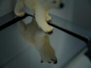 Толкование сна: моча животного