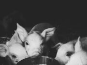 Кормить свиней во сне: толкование сна