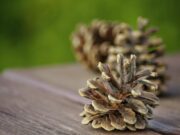 Толкование сна: шишки кедровые