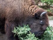 Лосятина: рецепты и идеи для кулинарии