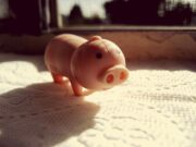 Сны о маленьких поросятах