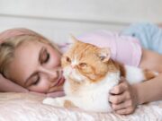 К чему снится обнимать кота