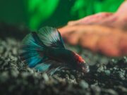 Толкование сна: живая рыба в воде