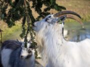 Сонник: горный козел