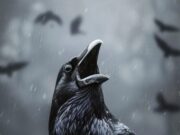 Ворона нападает во сне: что это значит?