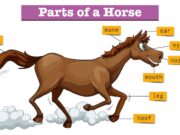 Годы Лошади: Таблица