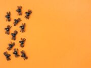 Коричневый паук во сне: толкование и значение