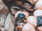 Видеть во сне живую курицу