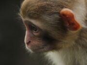 К чему снится обезьяна кусает