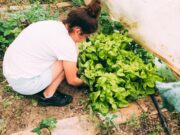 Сонник: Перекопанный огород