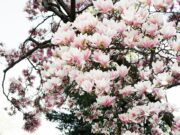 Видеть цветущие деревья во сне