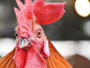 Сонник: Петух-attacker