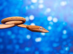 Змея на груди во сне: толкование символа