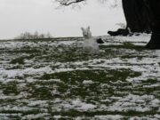 Сон про мертвых зайцев: толкование