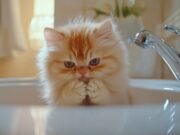 Утопление котят во сне: толкование