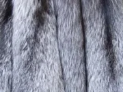 Как выбрать качественные шкурки лисы: подробное руководство