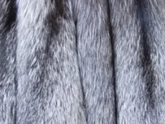 Как выбрать качественные шкурки лисы: подробное руководство